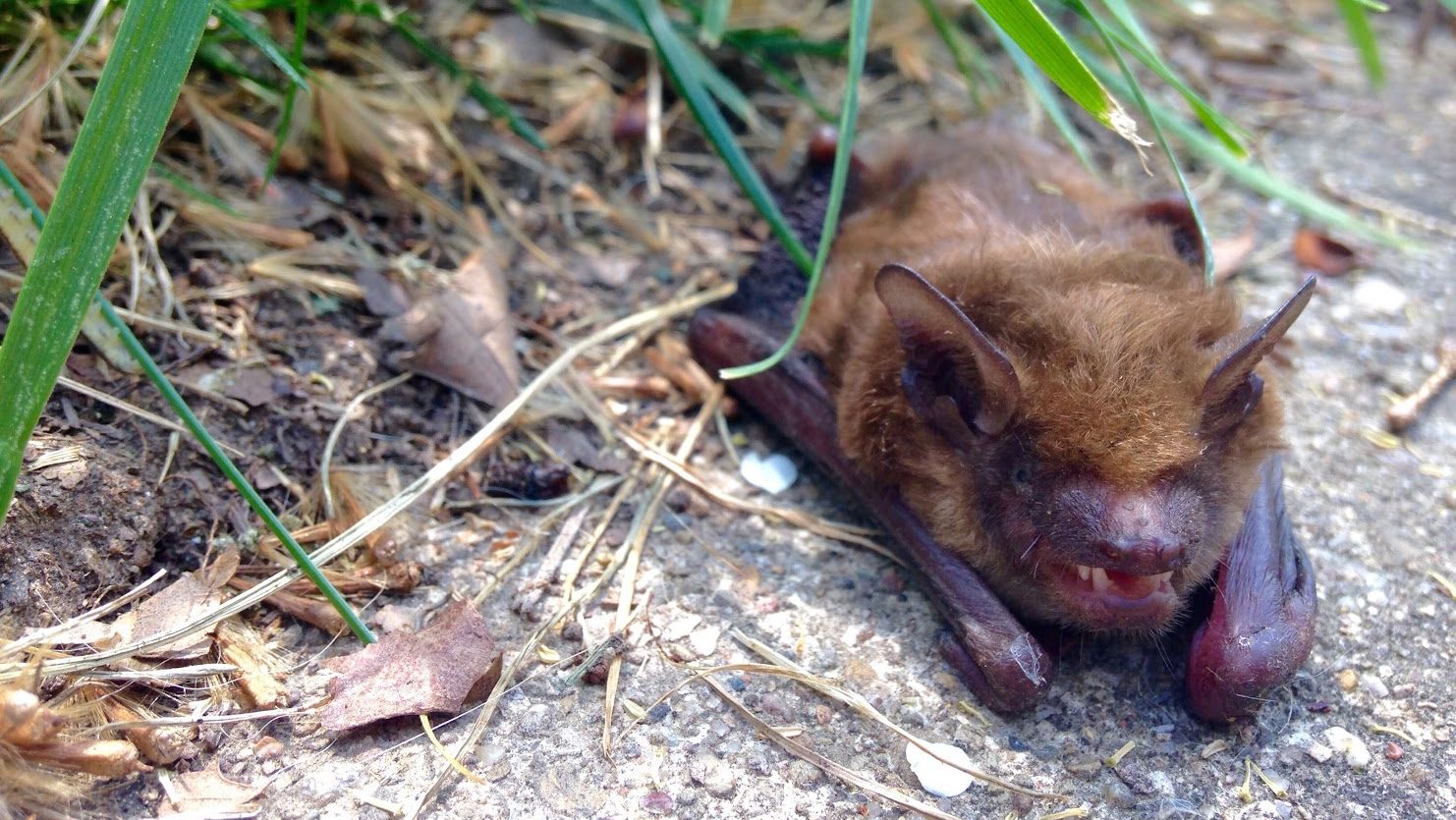 Rabid Bat Found Near UW Seattle—What You Must Know to Stay Safe Tonight