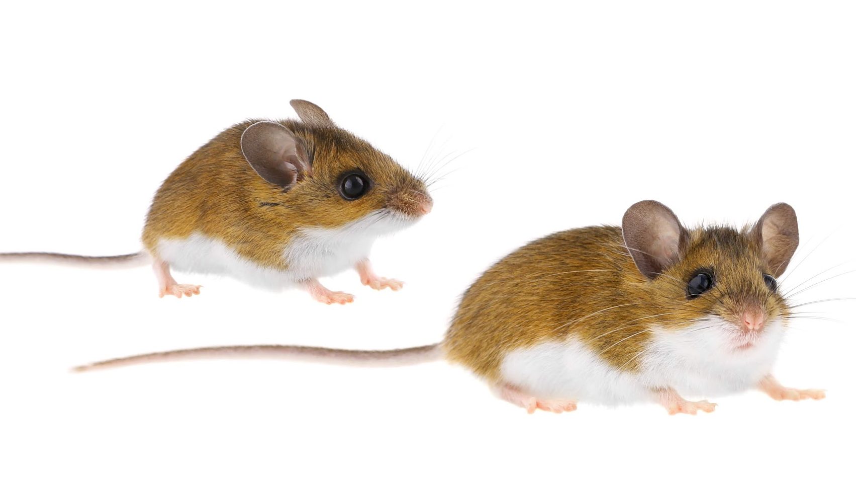What's the risk of hantavirus in King County? – PUBLIC HEALTH INSIDER