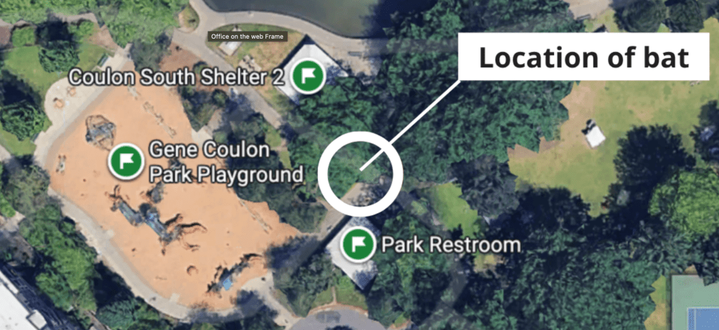 Rabid bat found in Renton at Gene Coulon Park – PUBLIC HEALTH INSIDER